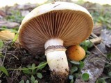 Stropharia coronilla image