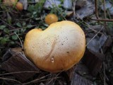 Stropharia coronilla image