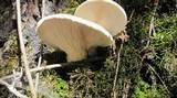 Pleurotus dryinus image
