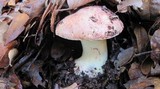 Boletus regius image