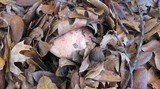 Boletus regius image