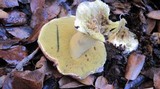 Boletus regius image