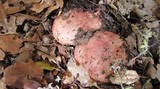 Boletus regius image