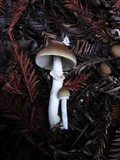 Psathyrella longistriata image