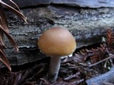 Psathyrella longistriata image