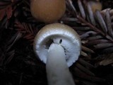 Psathyrella longistriata image