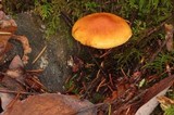 Gymnopilus sapineus image