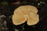 Tapinella panuoides image