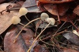 Mycena galopus var. galopus image