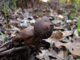 Geastrum fornicatum image
