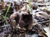 Geastrum fornicatum image