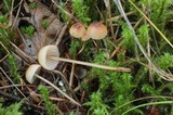 Mycena sanguinolenta image