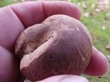 Agaricus cappellianus image