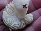 Russula atropurpurea image