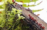 Ascocoryne sarcoides image