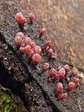 Ascocoryne sarcoides image
