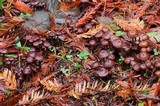 Gymnopus villosipes image