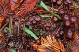 Gymnopus villosipes image