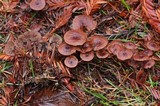 Gymnopus villosipes image