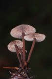 Gymnopus villosipes image