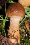 Inocybe cinnamomea image
