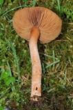 Inocybe cinnamomea image