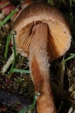 Inocybe cinnamomea image