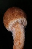 Inocybe cinnamomea image