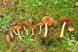Inocybe cinnamomea image