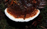 Heterobasidion occidentale image