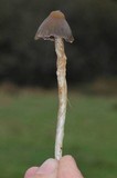 Psilocybe semilanceata image