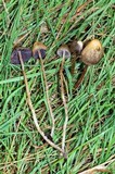 Psilocybe semilanceata image