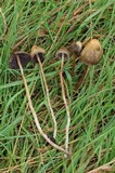 Psilocybe semilanceata image