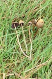 Psilocybe semilanceata image