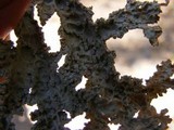 Pseudocyphellaria granulata image