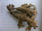 Pseudocyphellaria granulata image