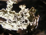 Pseudocyphellaria granulata image