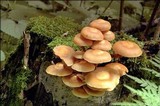 Kuehneromyces mutabilis image