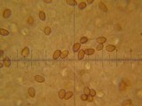 Flammulaster erinaceellus image