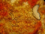 Flammulaster erinaceellus image