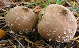 Lycoperdon mammiforme image
