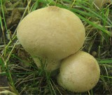 Lycoperdon lambinonii image