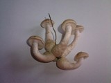 Armillaria gallica image