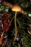 Mycena aurantiomarginata image