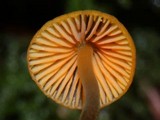 Mycena aurantiomarginata image