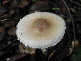 Lepiota clypeolaria image