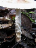 Lepiota clypeolaria image
