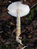 Lepiota clypeolaria image