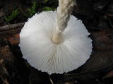 Lepiota clypeolaria image