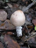 Lepiota clypeolaria image